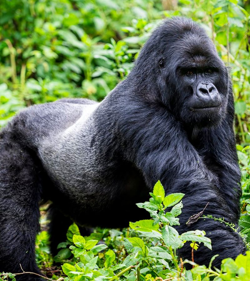 1-day-rwanda-gorilla-trekking-tour