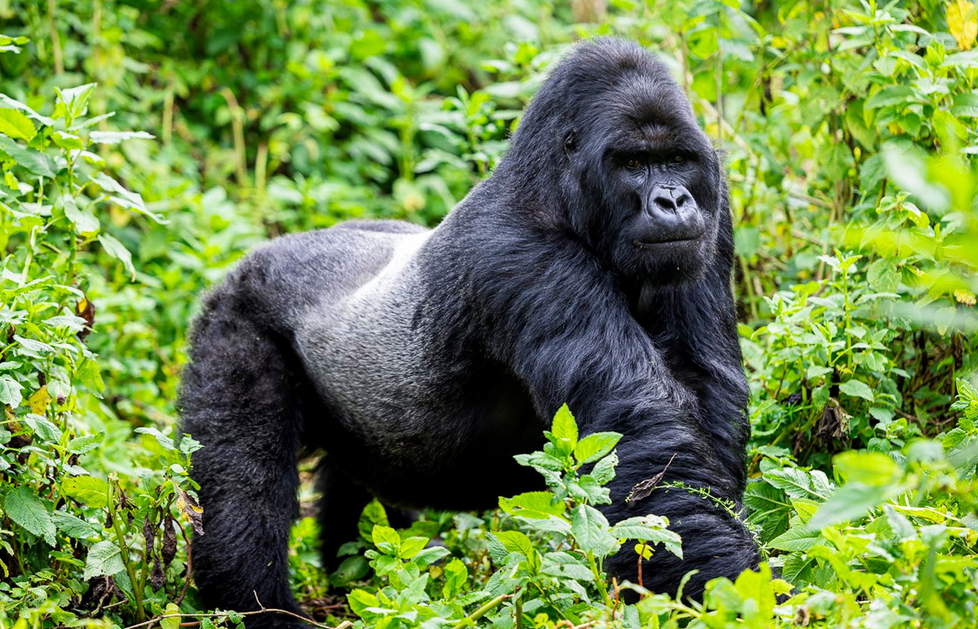 1-day-rwanda-gorilla-trekking-tour