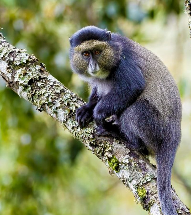 2-days-rwanda-gorilla-and-golden-monkey-trekking