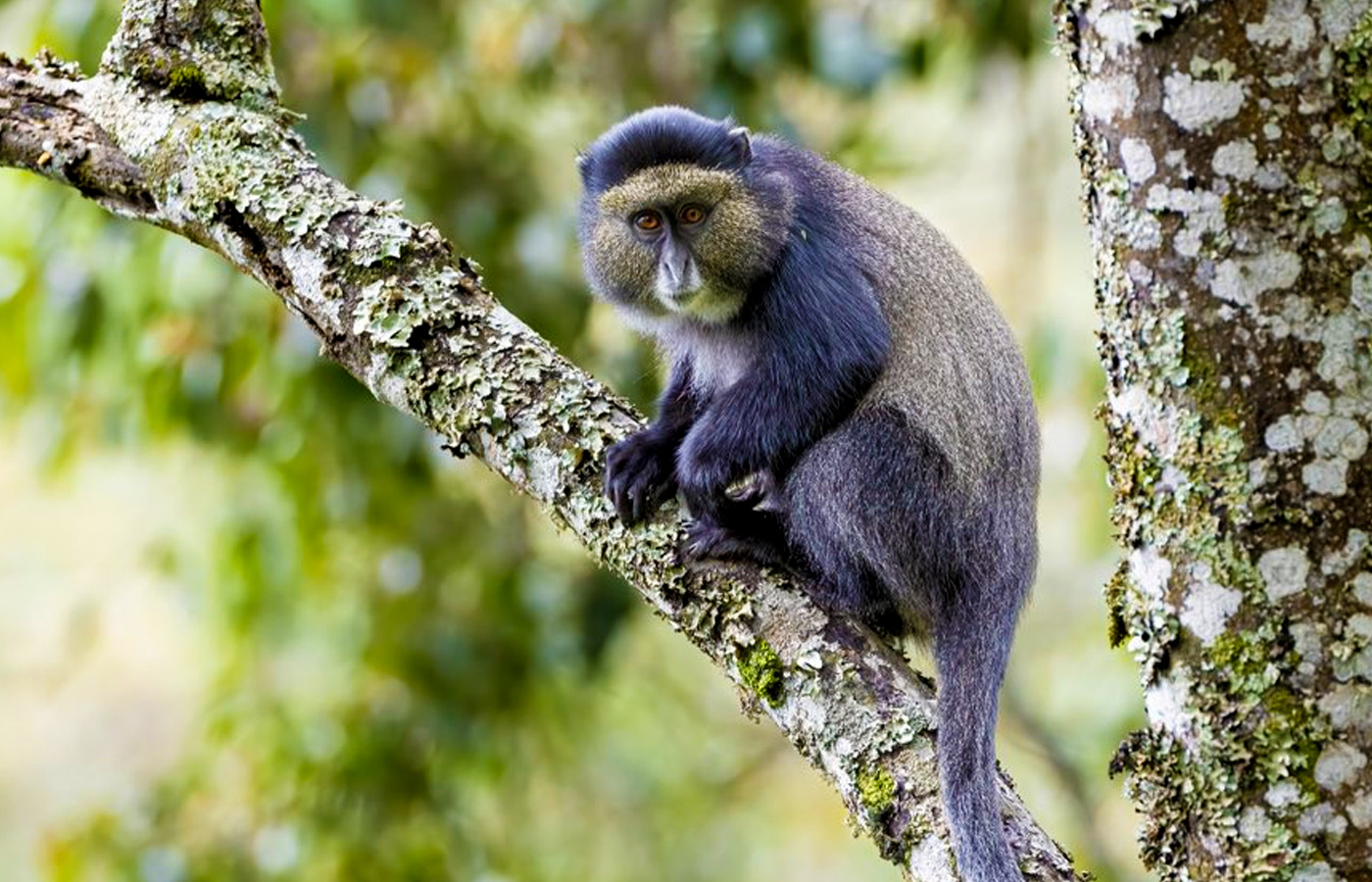 2-days-rwanda-gorilla-and-golden-monkey-trekking