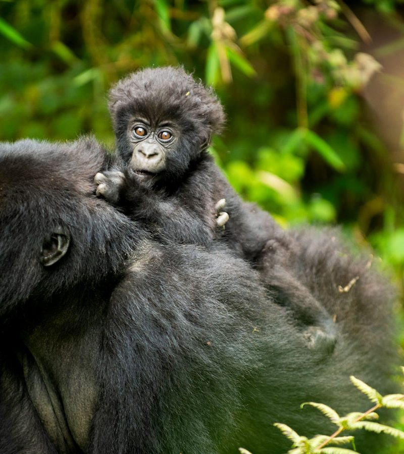 5-days-rwanda-gorilla-trekking-tour