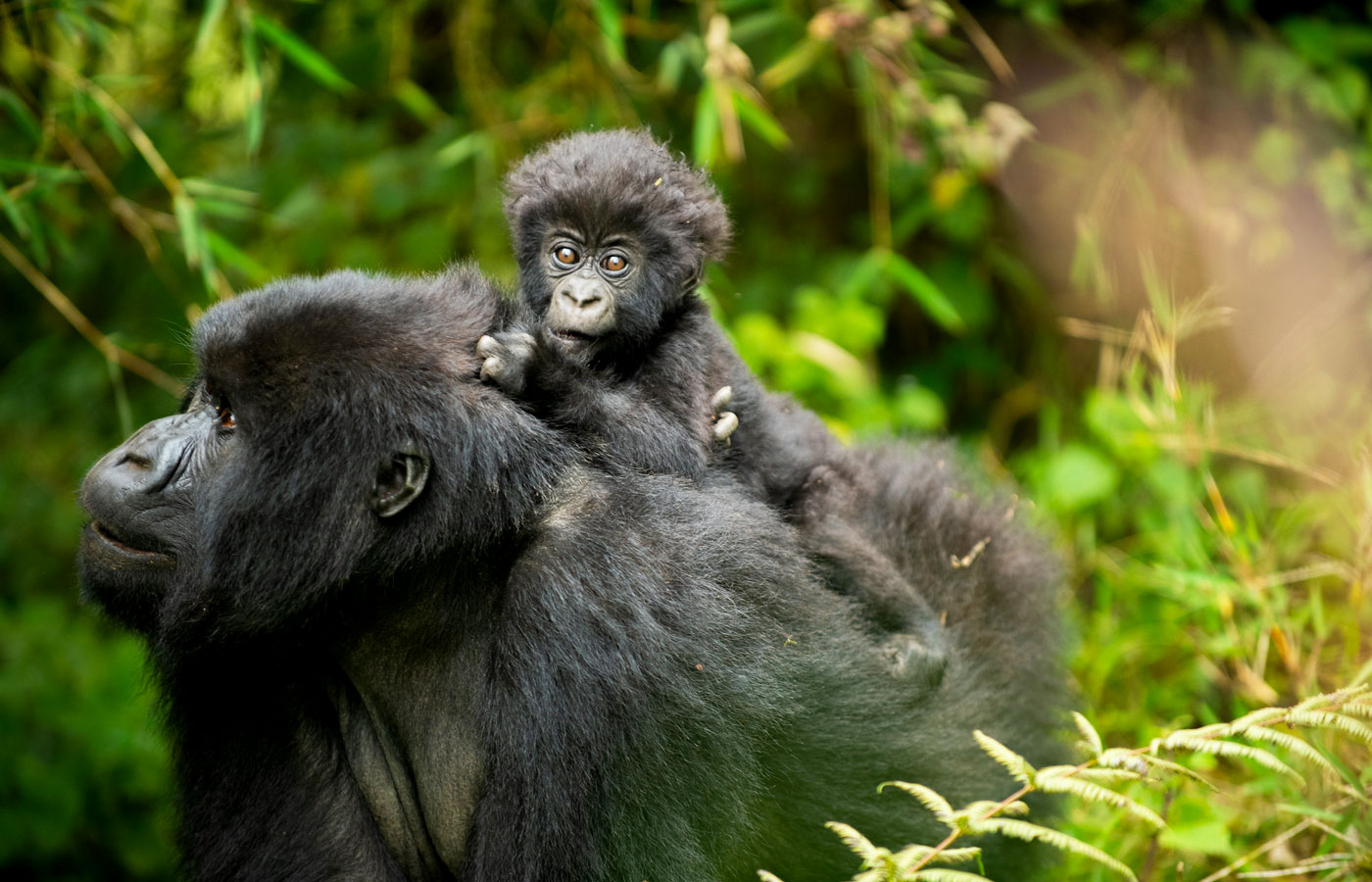 5-days-rwanda-gorilla-trekking-tour