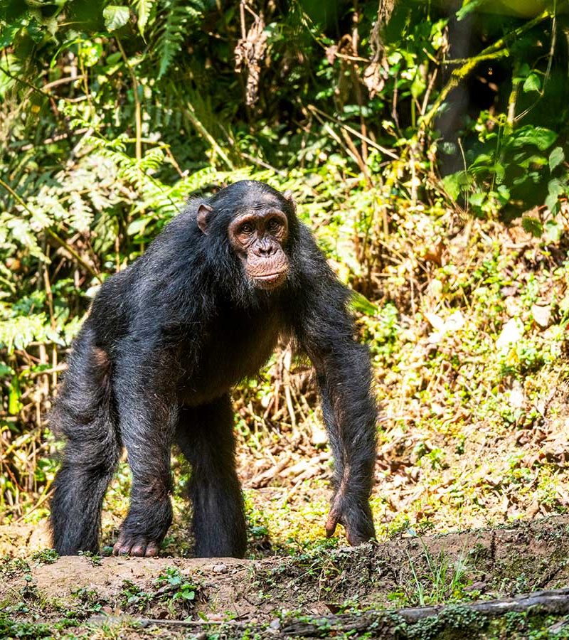 5-days-rwanda-primate-trekking-safari