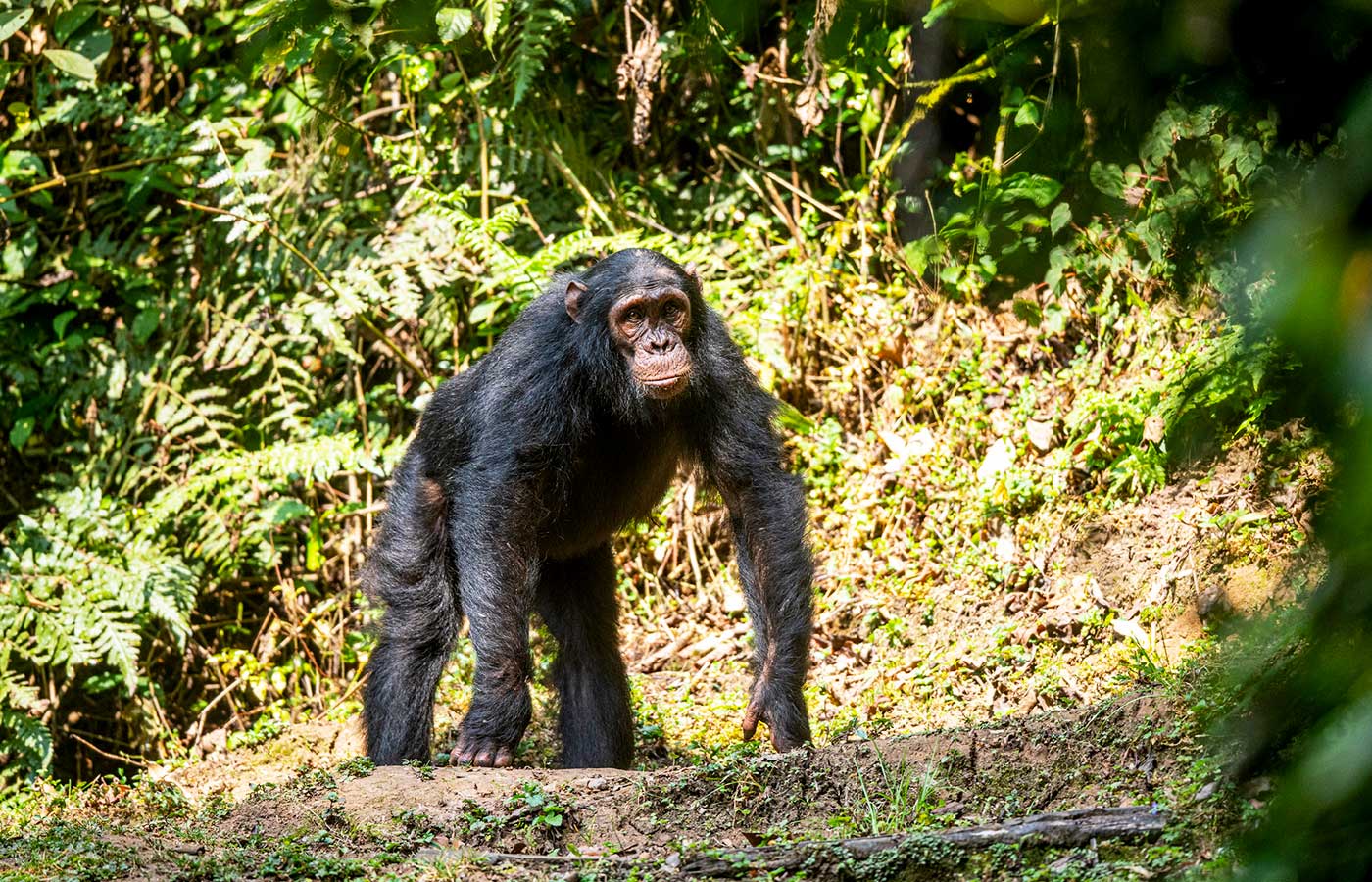 5-days-rwanda-primate-trekking-safari