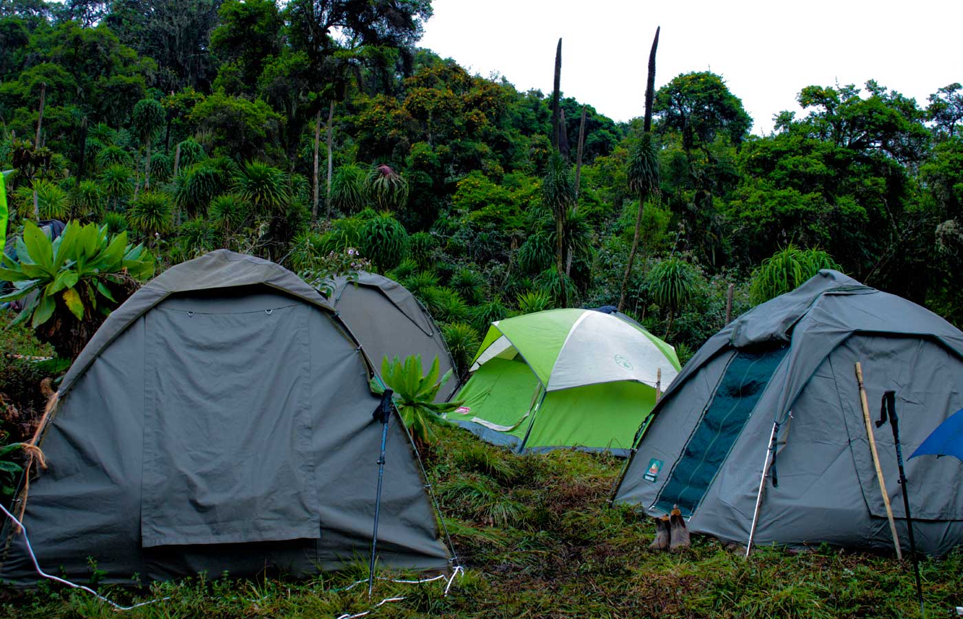 the-green-hills-expedition-hiking-and-camping-in-gishwati-and-mukura