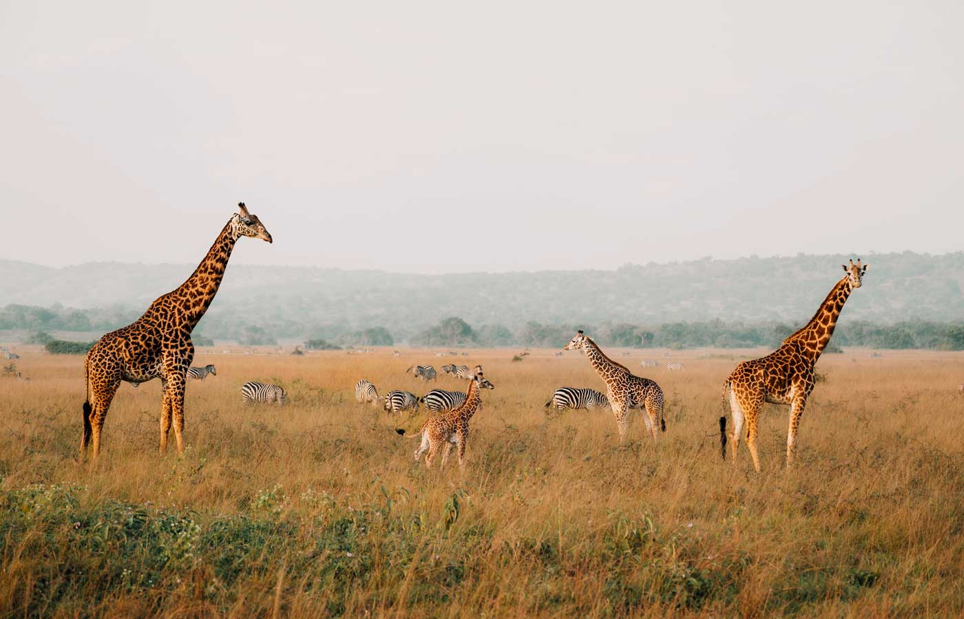 akagera-national-park