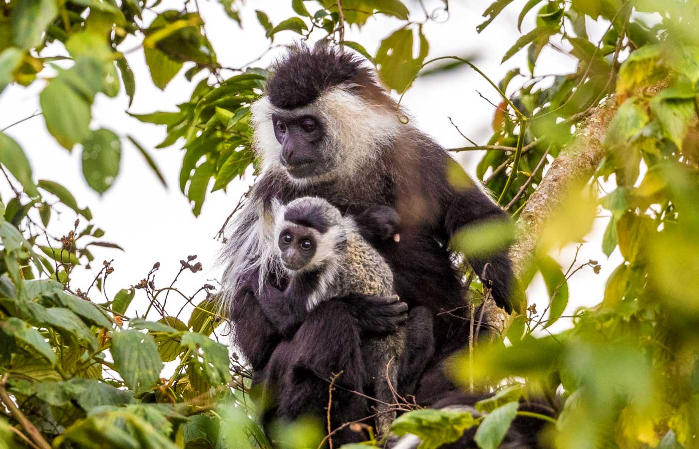 nyungwe-national-park